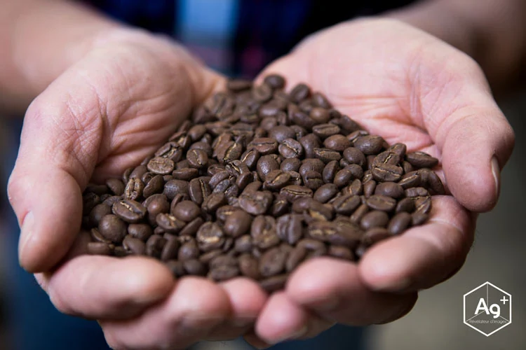 Grains de café présentés dans deux mains